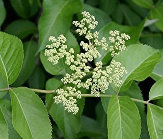 elderberry flowers