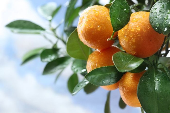 tangerine tree