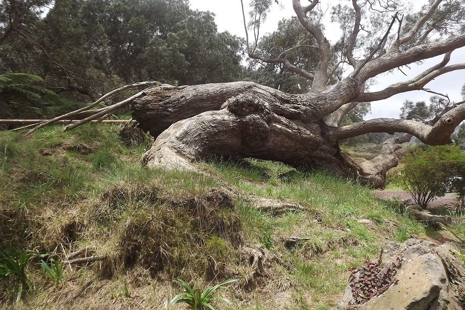 Popular Gum Trees Found in Several Plant Genera