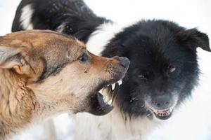 Dog Aggression towards Other Dogs