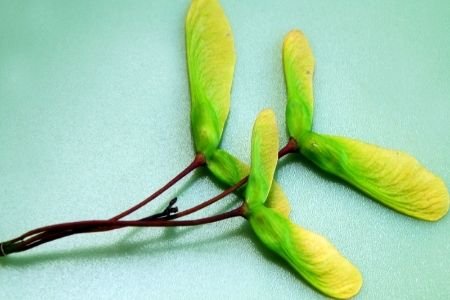 How-to-Grow-a-Maple-Tree-from-Seeds-5052.jpg