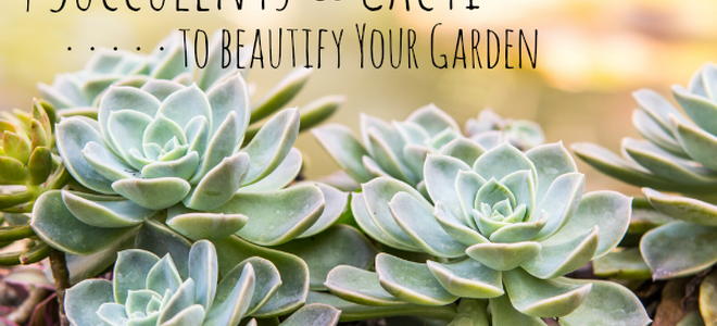 Succulents and Cacti -- What's Not to Love?
