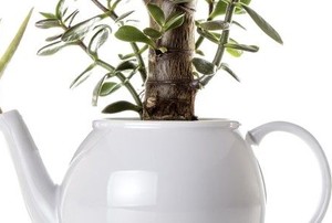 Succulent plants growing from a tea pot