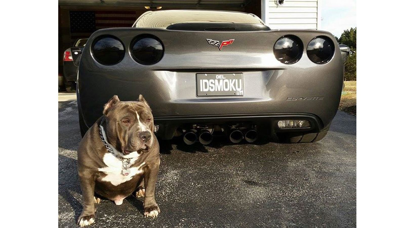 8 Best Dogs Posing with Corvettes Corvetteforum
