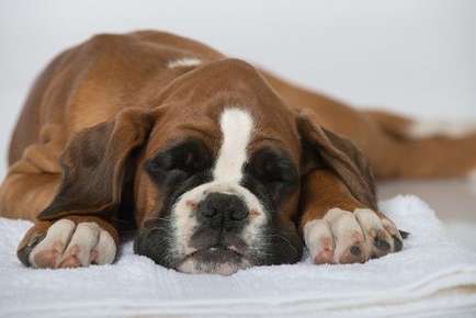 Image of puppy sleeping.