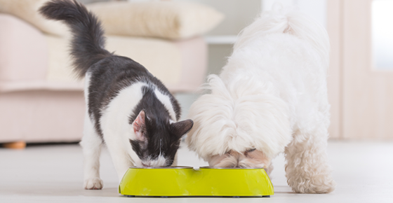 Image of cat and dog eating.