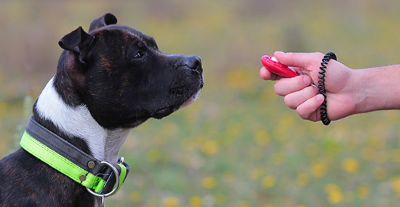 Dog doing clicker training with handler.