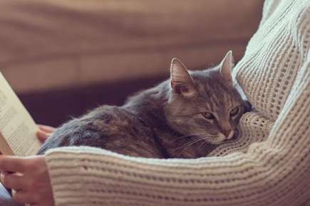 image of a senior cat.