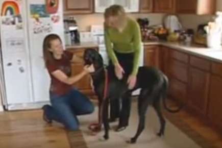 Image of two women petting a large dog in a kitchen.