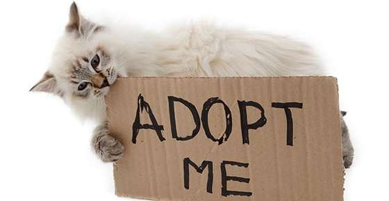 Image of a kitten chewing on an Adopt Me sign.