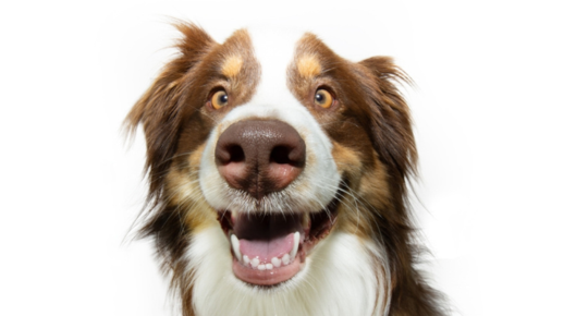 Dog shows his teeth.