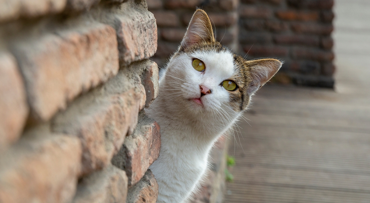 Cat hides behind brick wall.