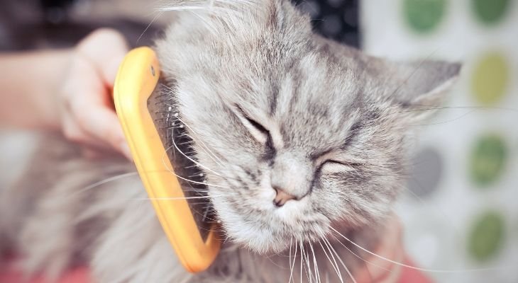 cat being brushed