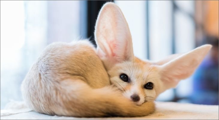 fennec foxes