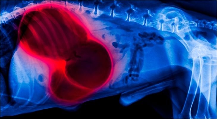 xray of bloated organ