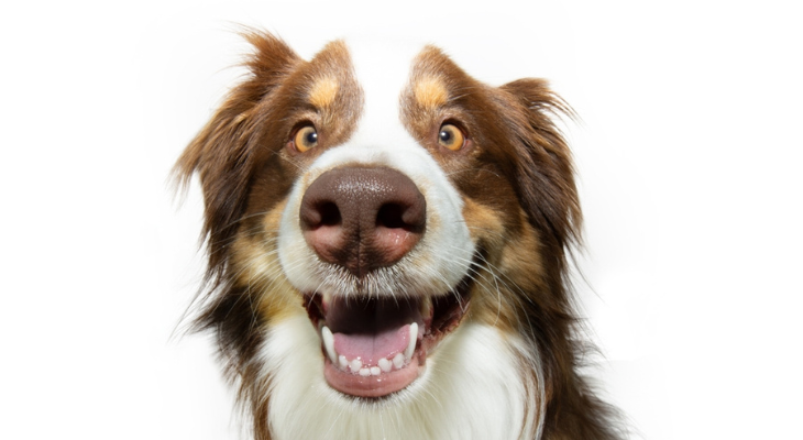 Dog shows his teeth.