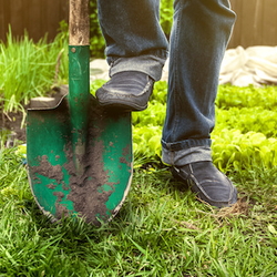 5 Low Maintenance Grasses to Make Your Yard Drought Friendly - Dave's ...