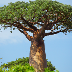 バオバブ　Adansonia digitata Adansonia digitata ( Baobab )