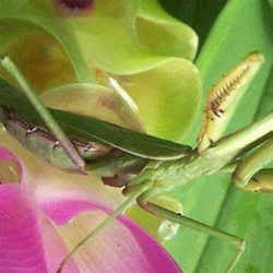 Praying mantis on pink flower