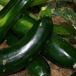 Dark green zucchini