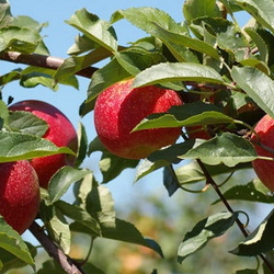 Apples on trees