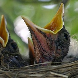 Hatchling robins