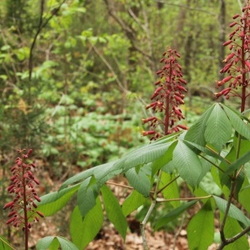 red buckeye blooming in forest