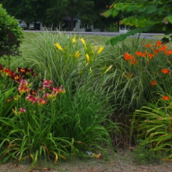 Small garden bed with daylilies and small trees