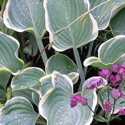 blue toned hosta in a garden