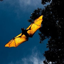 Bat flying at night