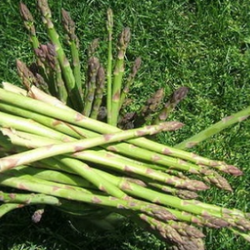 freshly harvested asparagus spears