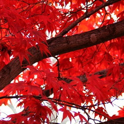 Red leaves of Japanese maple