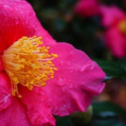 bright pink camellia bloom