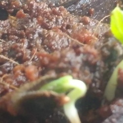Seedlings germinating