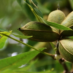 pecans growing on a tree