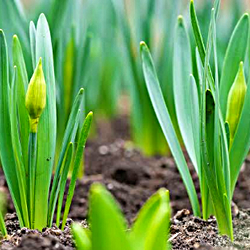 daffodil bulbs about to bloom