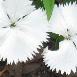 white dianthus