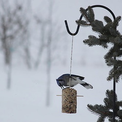 Feeding Wild Birds in the Winter