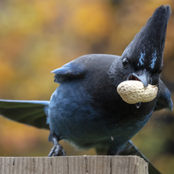 Steller's Jay on perch with Peanut