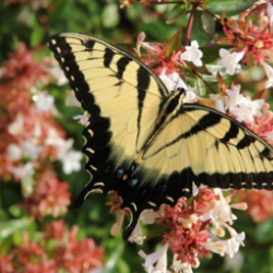 Tiger swallowtail on abelia shrub