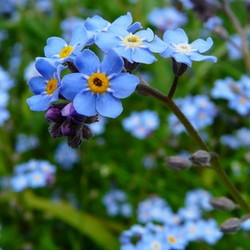 Cynoglossum The Blue Beauty Dave S Garden