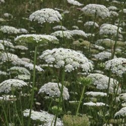 Poison Hemlock: A Killer Masquerading as a Queen - Dave's Garden