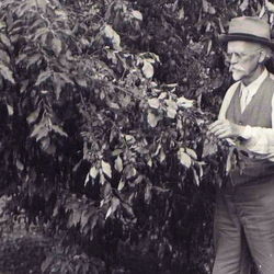 N.E. Hansen at work, around 1935. From the collection of the South Dakota Agricultural Heritage Museum, South Dakota State University. Brookings, SD