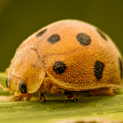 Mexican Bean Beetle with Spots