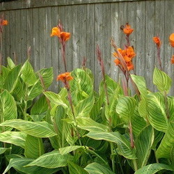 Orange flowered variegated cannas