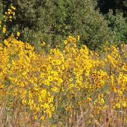 Helianthus angustifolius in an autumn field