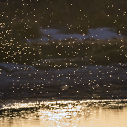 Swarm of insects over a pond