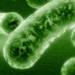 garden diseases