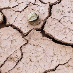 Cracked clay soil