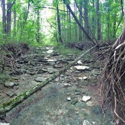 Shady area of a cedar glade